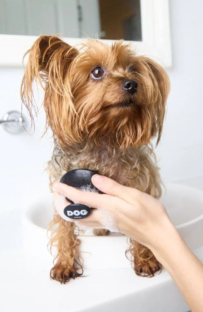 DOG Black Wash Brush