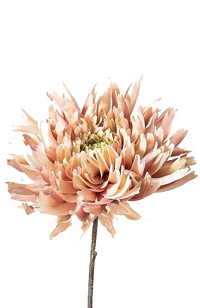 Dahlia Spray - Light Pink