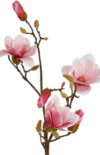 Magnolia With Full Blooms - Pink