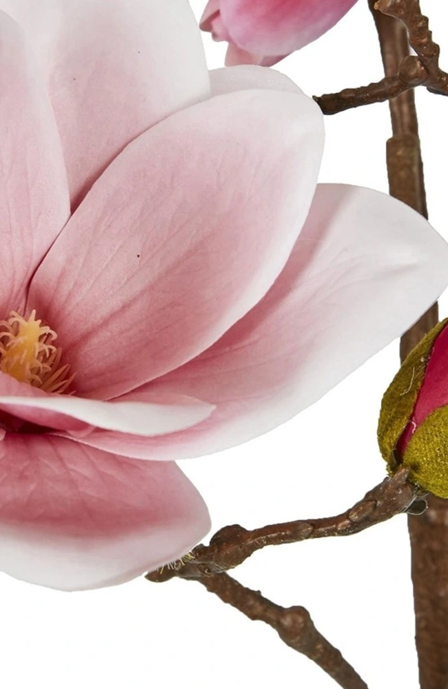 Magnolia With Full Blooms - Pink
