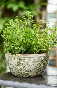 Botanical Pot - Large