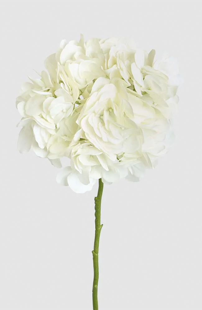 Hydrangea Soft Touch – Cream