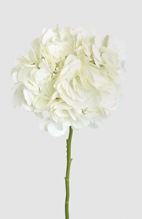 Hydrangea Soft Touch – Cream
