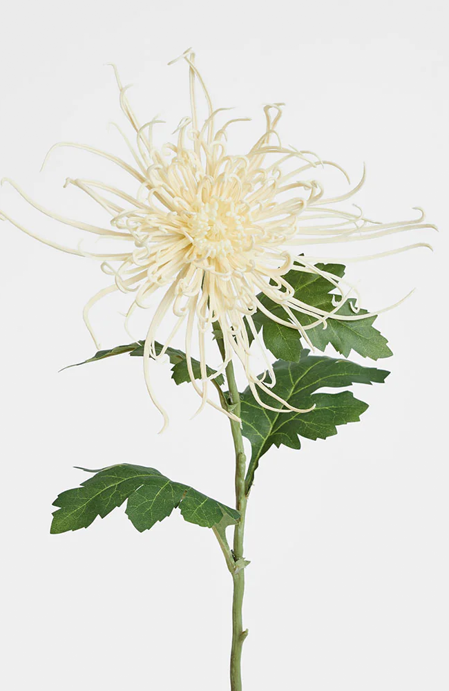 Spider Mum Floral Stem - Cream