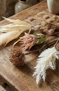 Dried Look Protea Stem – Blush