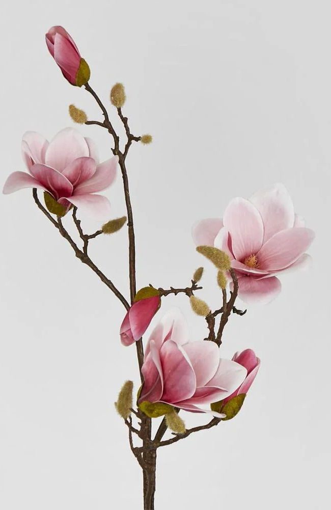 Magnolia With Full Blooms - Pink