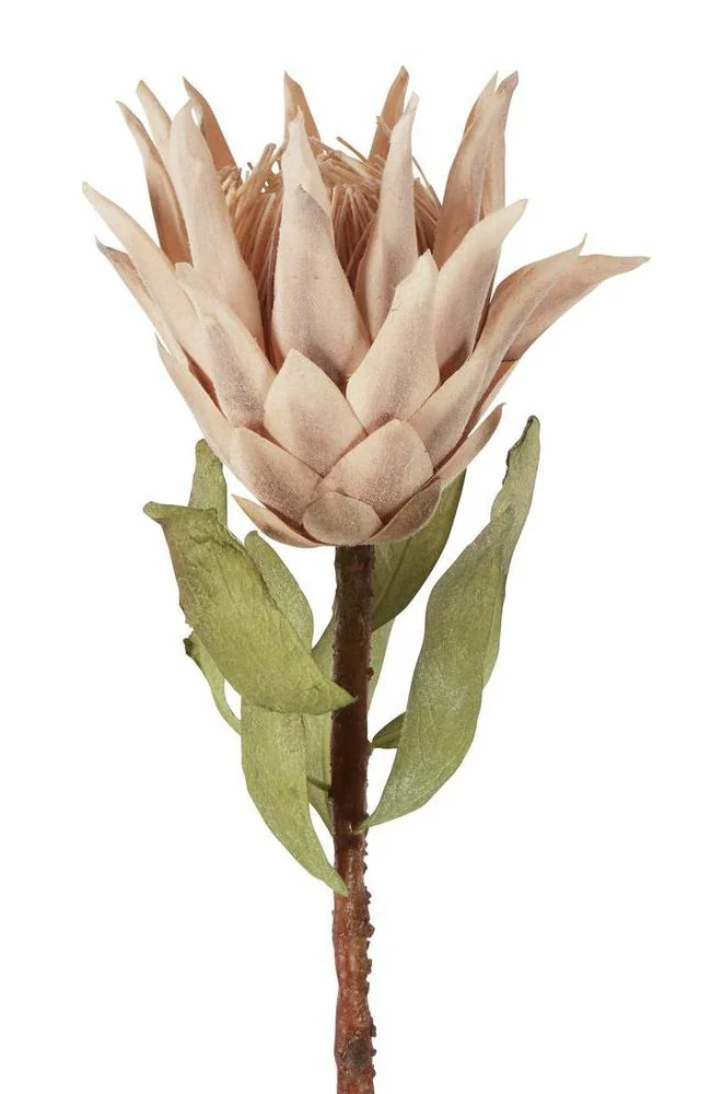 Dried Look Protea Stem – Blush