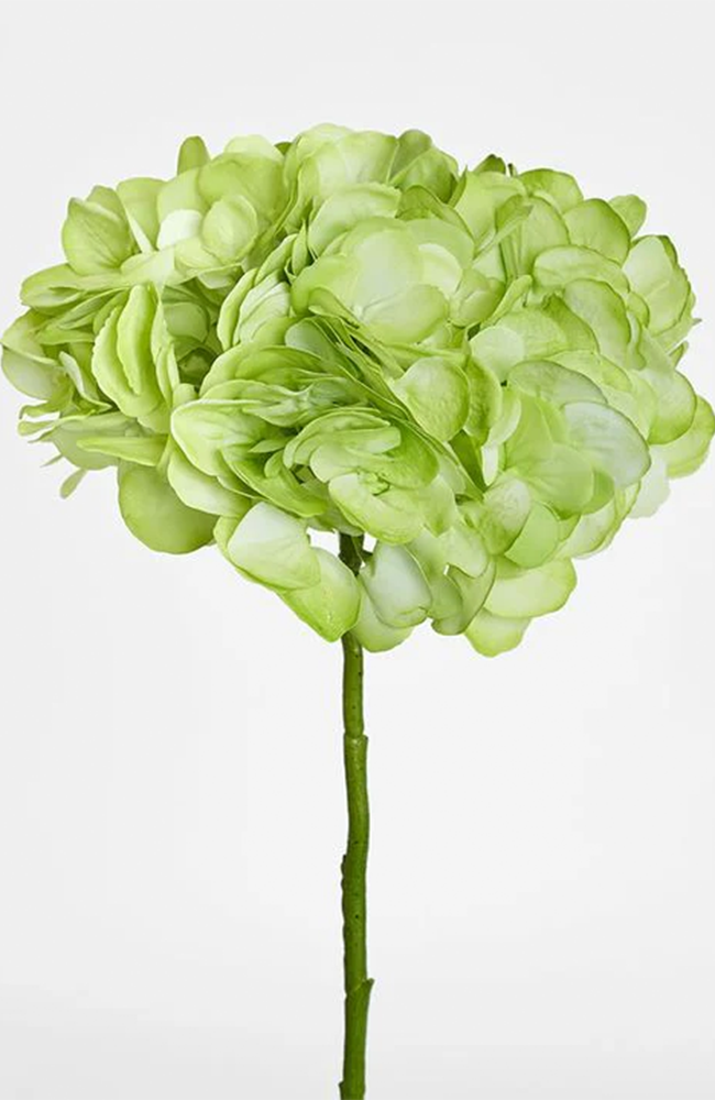 Hydrangea Soft Touch – Green