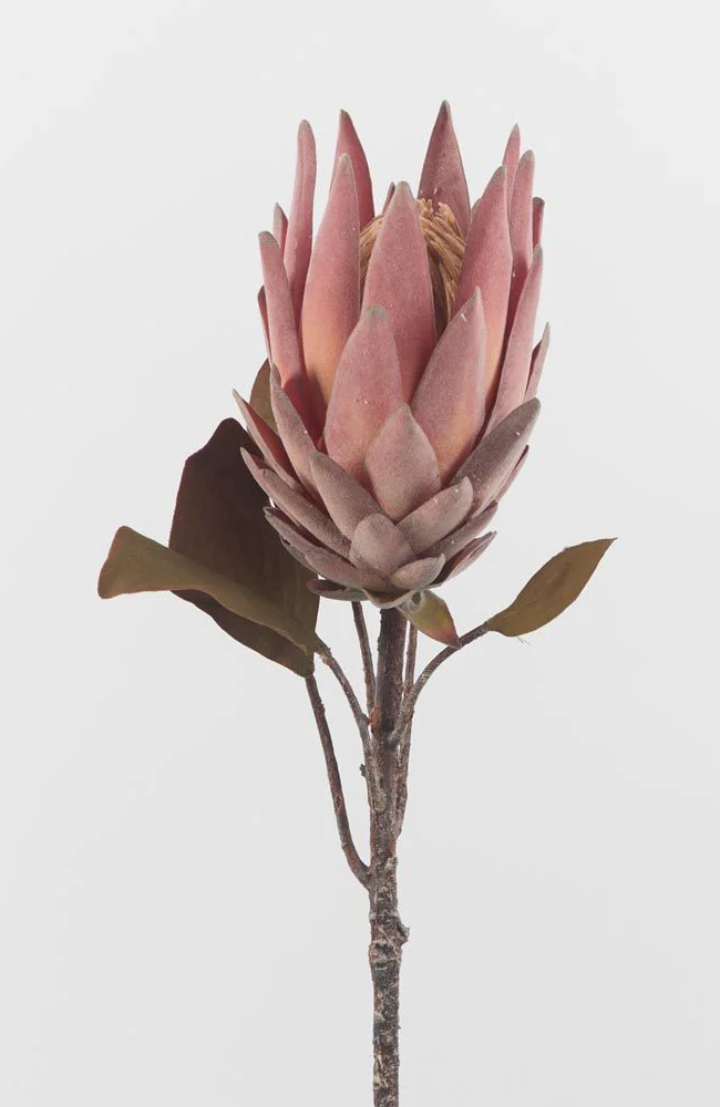 Dusty Pink Protea