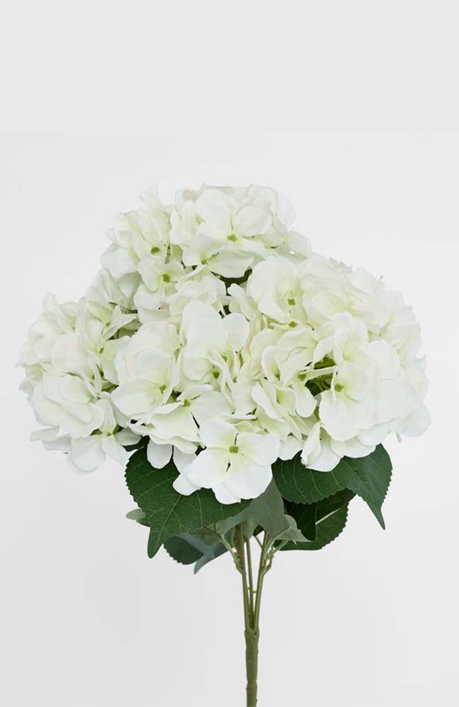 Hydrangea Soft Touch – Cream