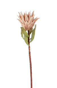 Dried Look Protea Stem – Blush