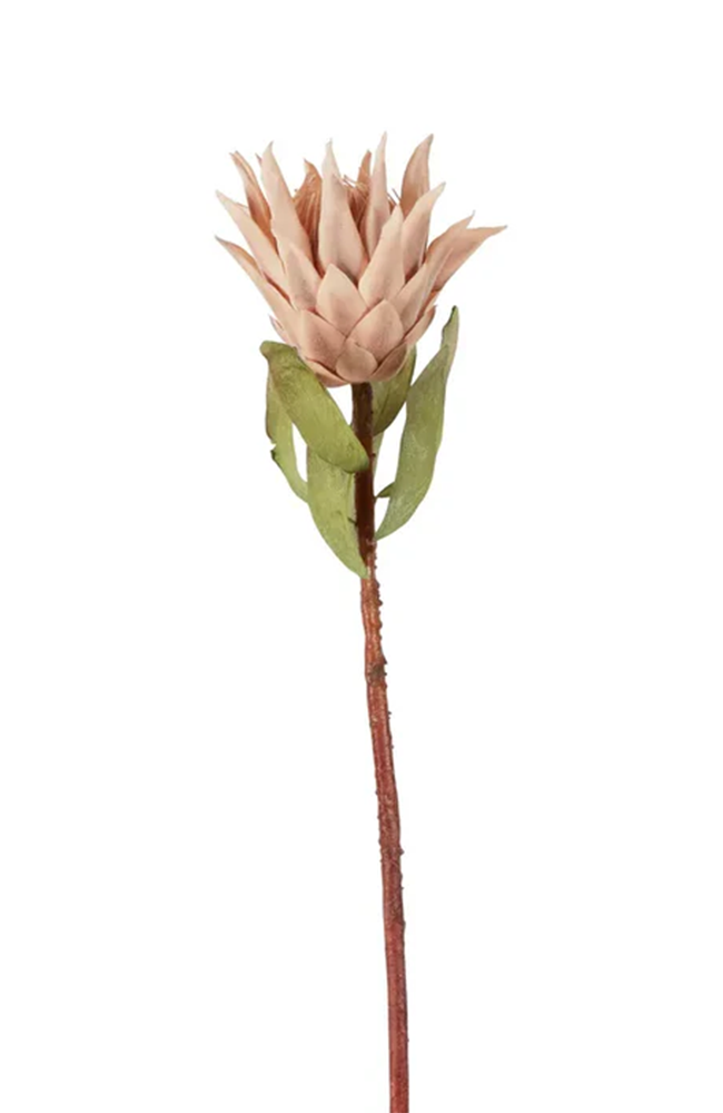 Dried Look Protea Stem – Blush