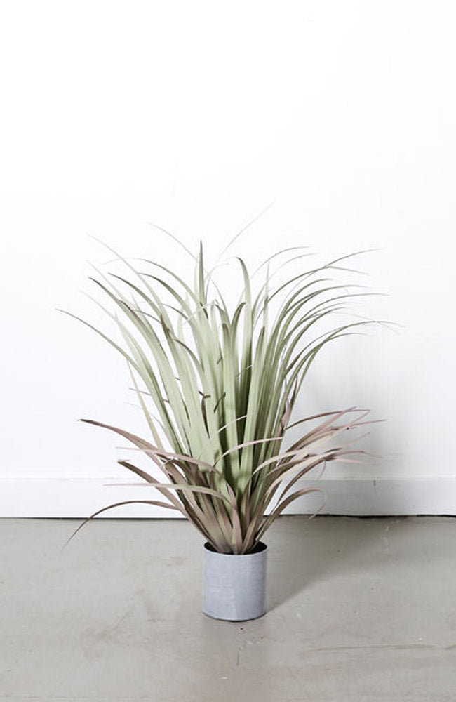 Coastal Grass